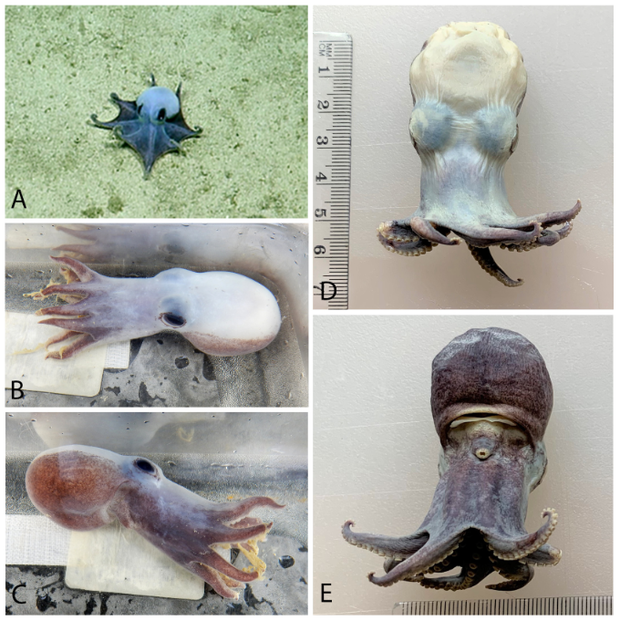 Microeledone galapagensis