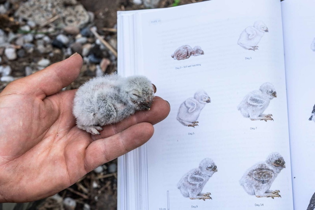 Pisklę pójdźki podczas badań ornitologicznych