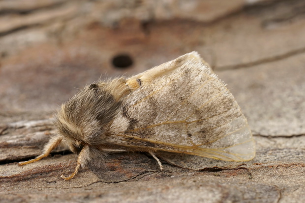 Closeup on the adult Oak Processionary Puss moth, Thaumtopoea processionea a pest species in Oak trees.