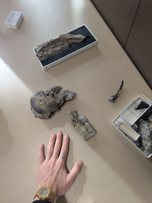 Skamieniałości z Muzeum Historii Naturalnej w Londynie należące do skorpiona giganta