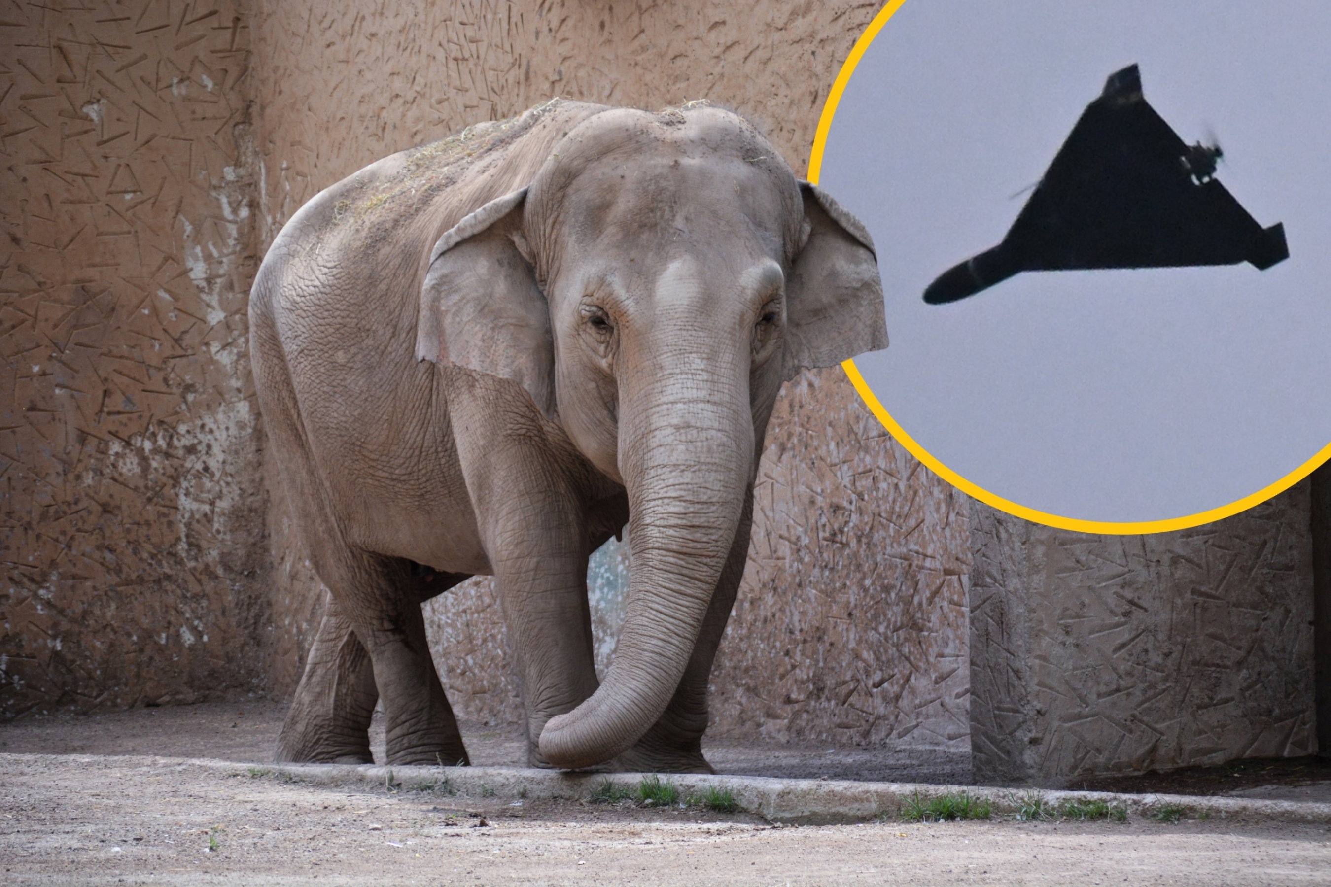 Rosyjski dron po raz kolejny uderzył w zoo w Charkowie. Na miejscu byli polscy wolontariusze. Mamy nagranie z miejsca zdarzenia