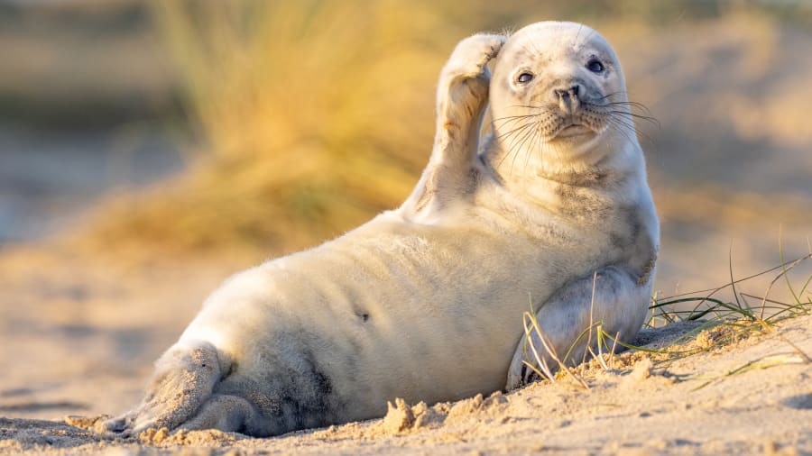 Dostarczają dobowej dawki uśmiechu. Zobacz zdjęcia Comedy Wildlife Photography Awards 2020