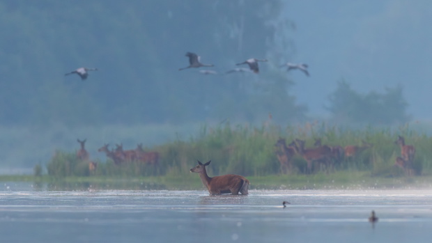 migracja-jeleni-4