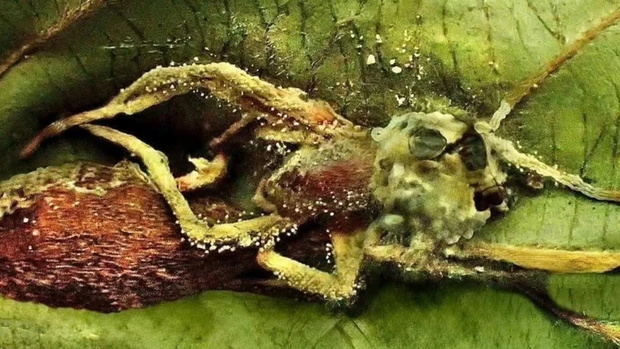 Grzyb Leptobacillium geminatum,