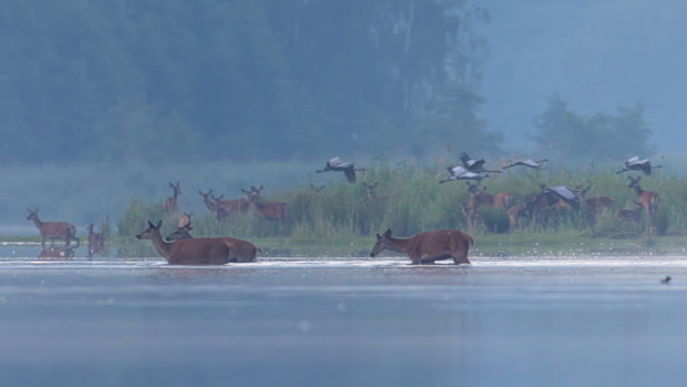 migracja-jeleni-3