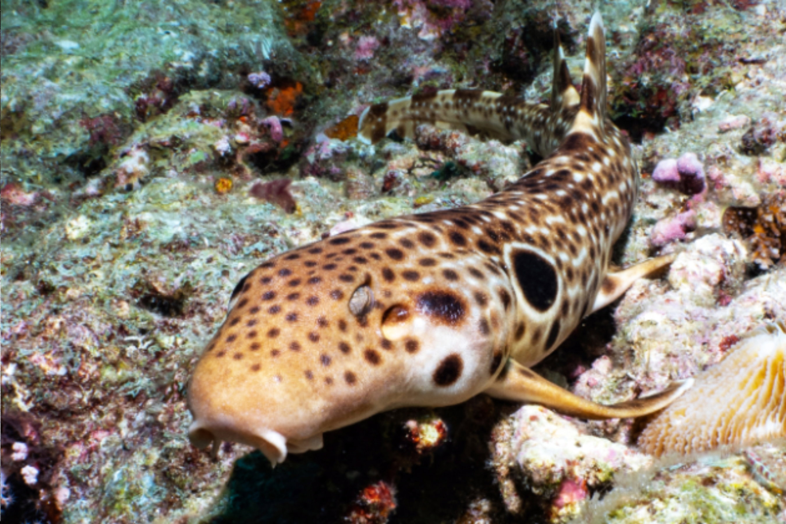 Biolożki przypadkiem odkryły nowy gatunek „leniwego” rekina, który woli spacerować po dnie. Niestety ma już problemy / fot. M. V. Erdman/Journal of the Ocean Science Foundation