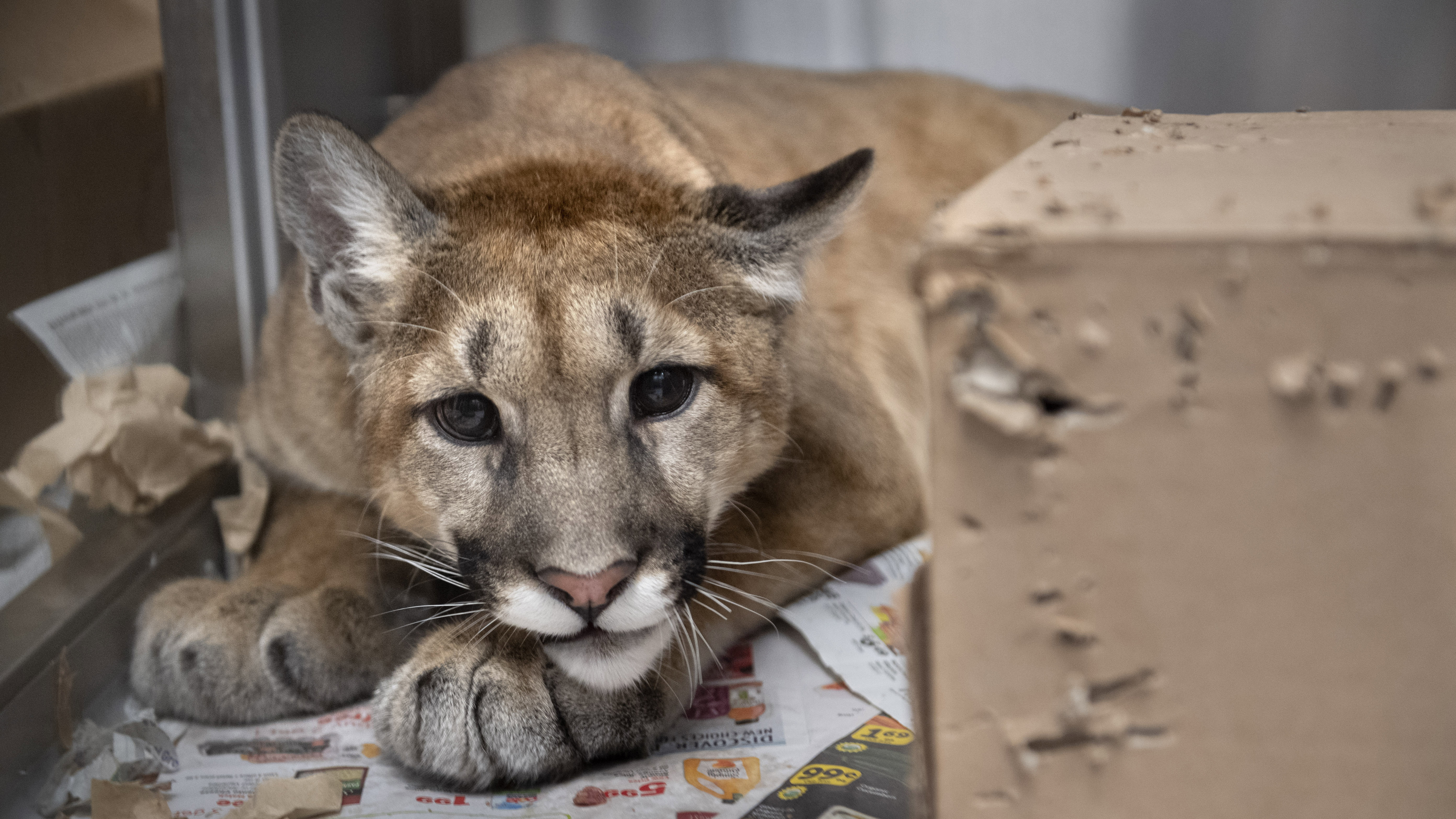Puma