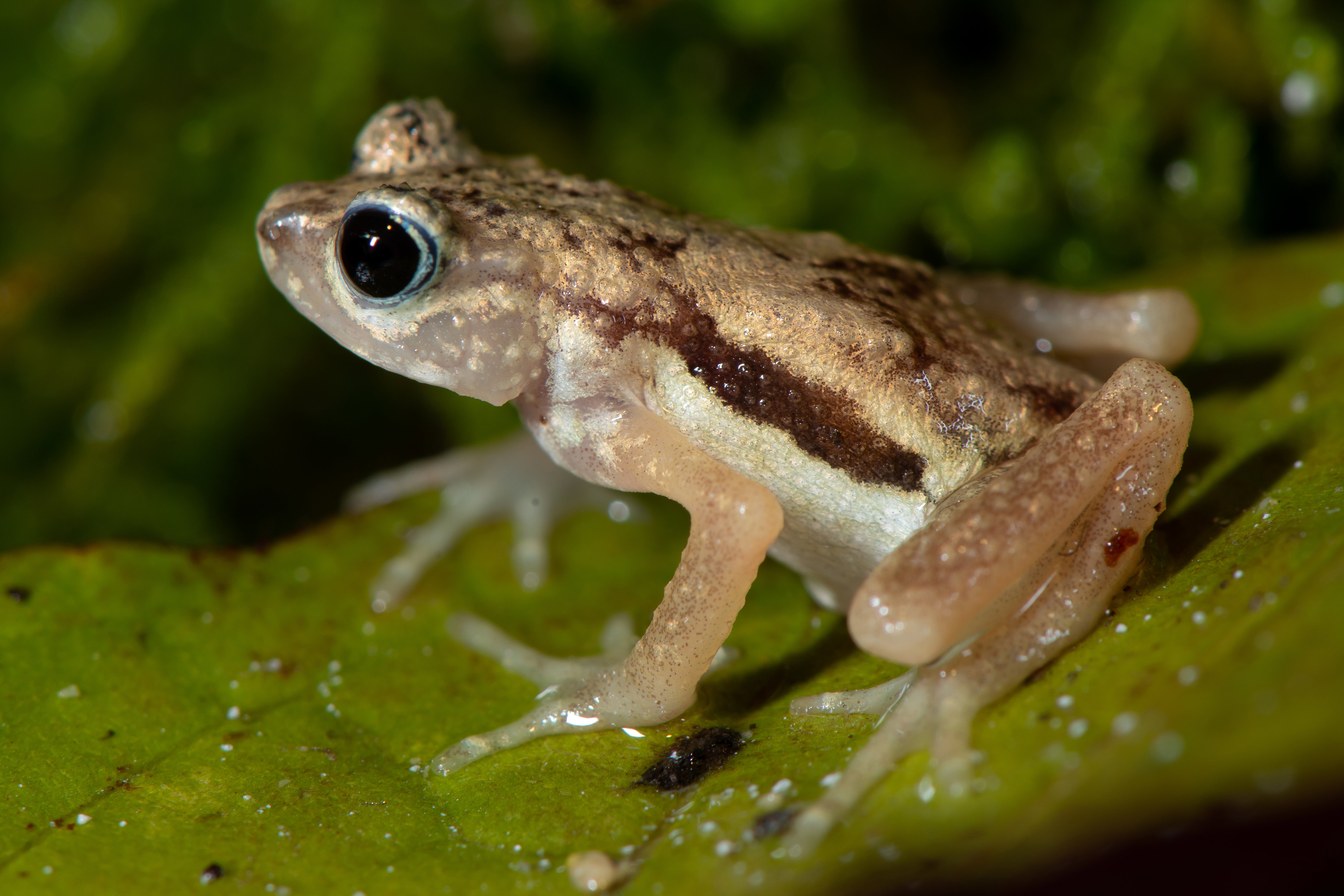 Ropucha z Tanzanii