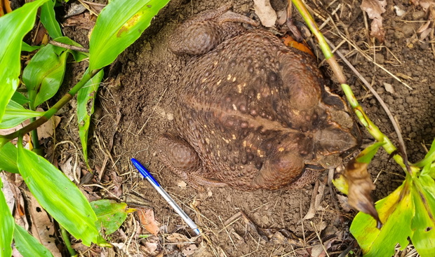Czy to największy płaz na świecie? W Australii znaleziono ropuchę olbrzymią, która waży prawie 3 kg (fot. Queensland Department of Environment and Science)