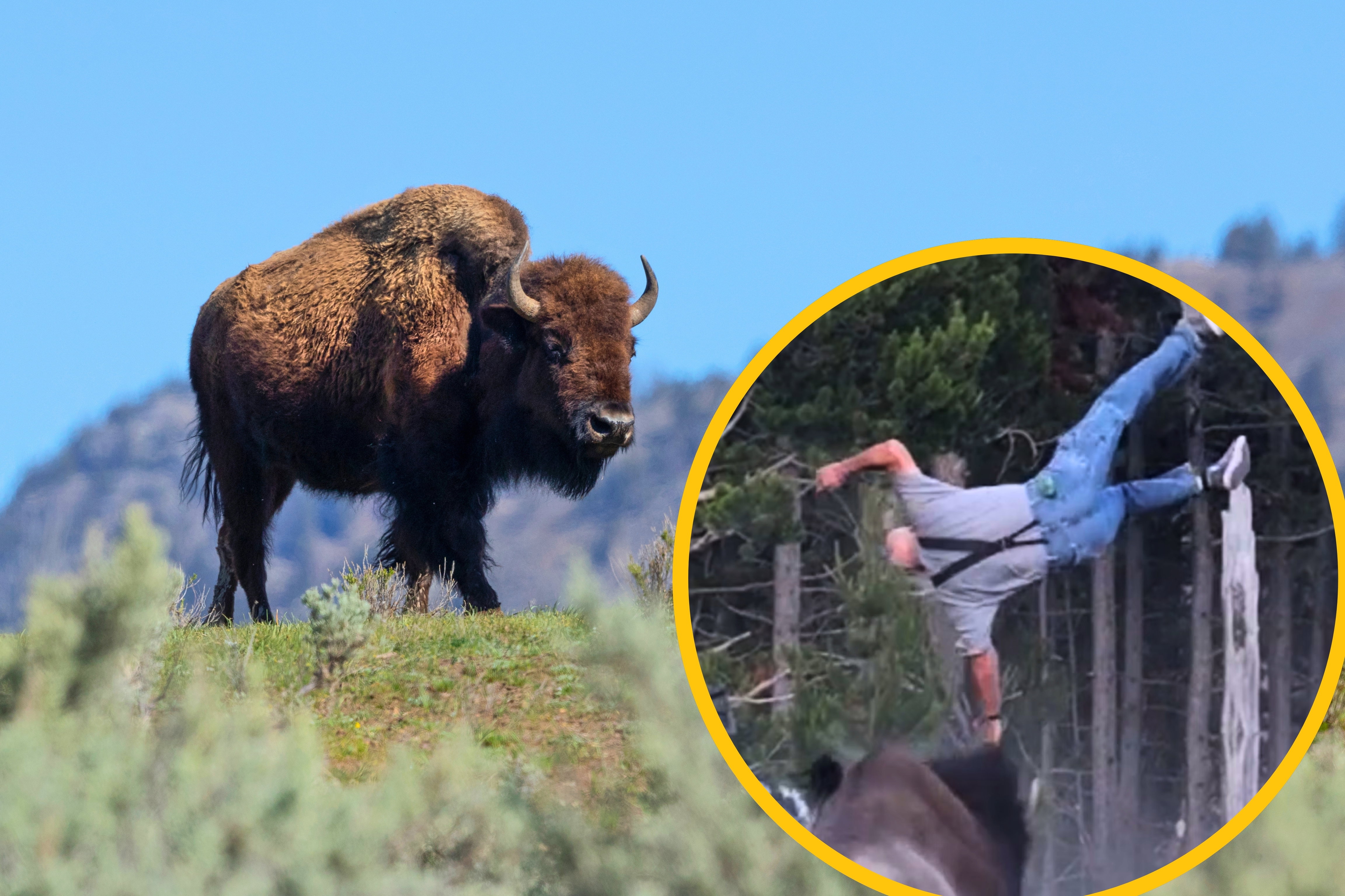 Bizon zaatakował turystę w Yellowstone