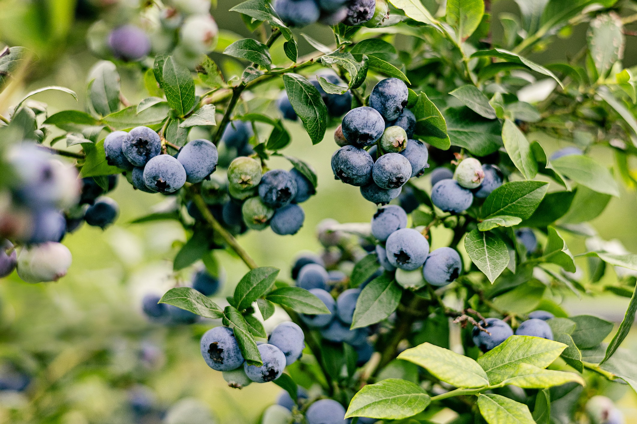 Blueberries on a branch
