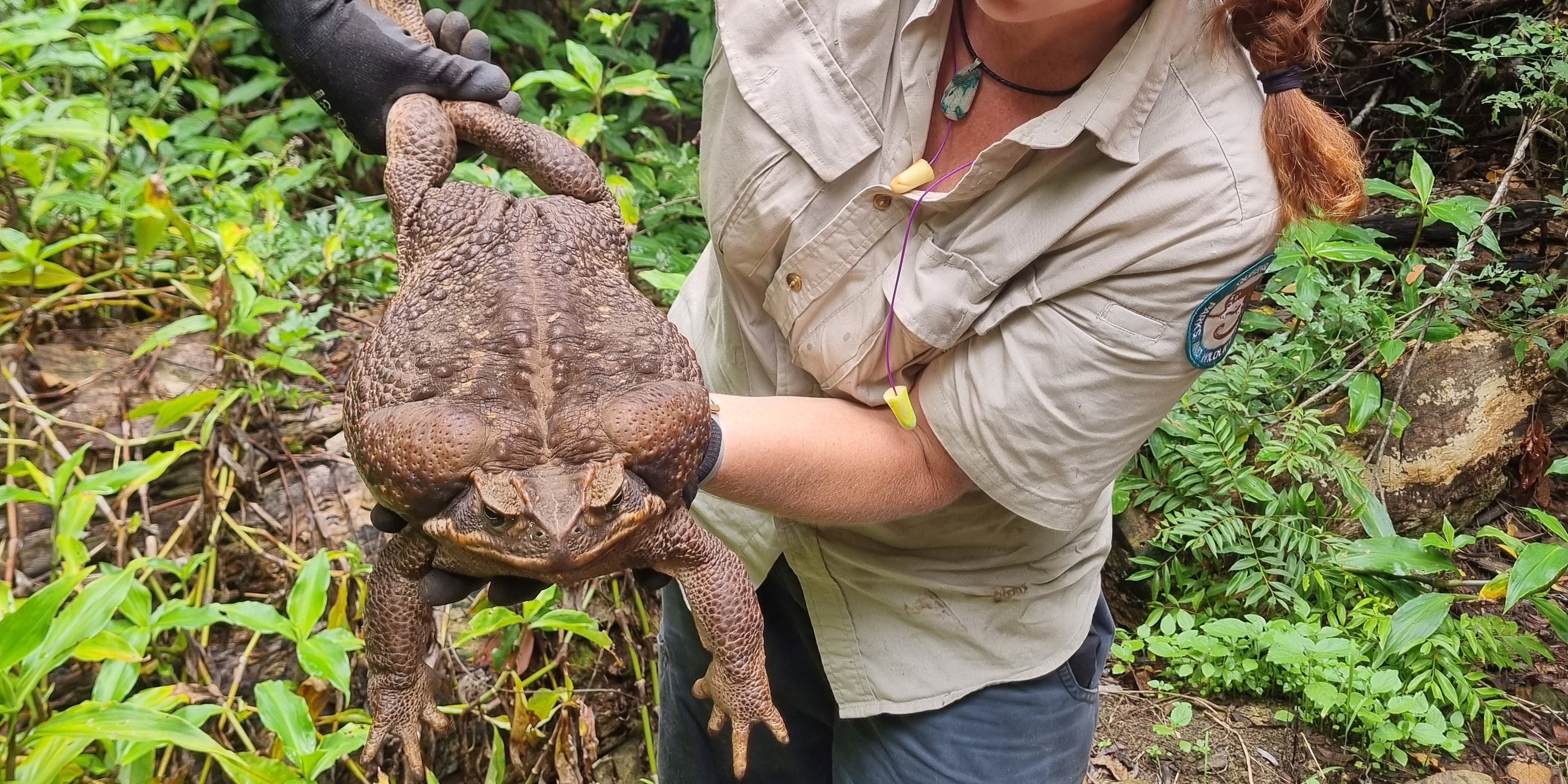 Czy to największy płaz na świecie? W Australii znaleziono ropuchę olbrzymią, która waży prawie 3 kg (fot. Queensland Department of Environment and Science)