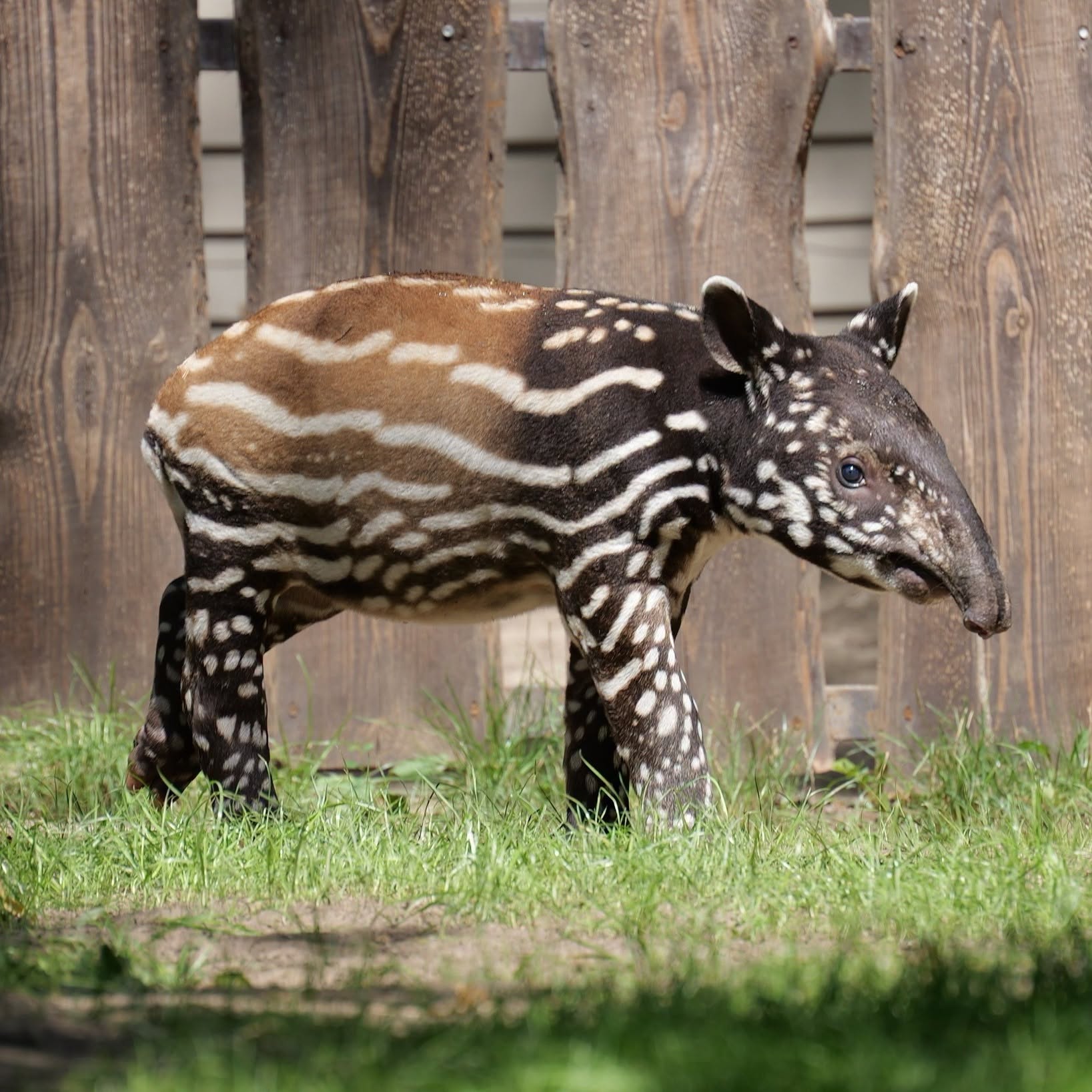 tapir malajski