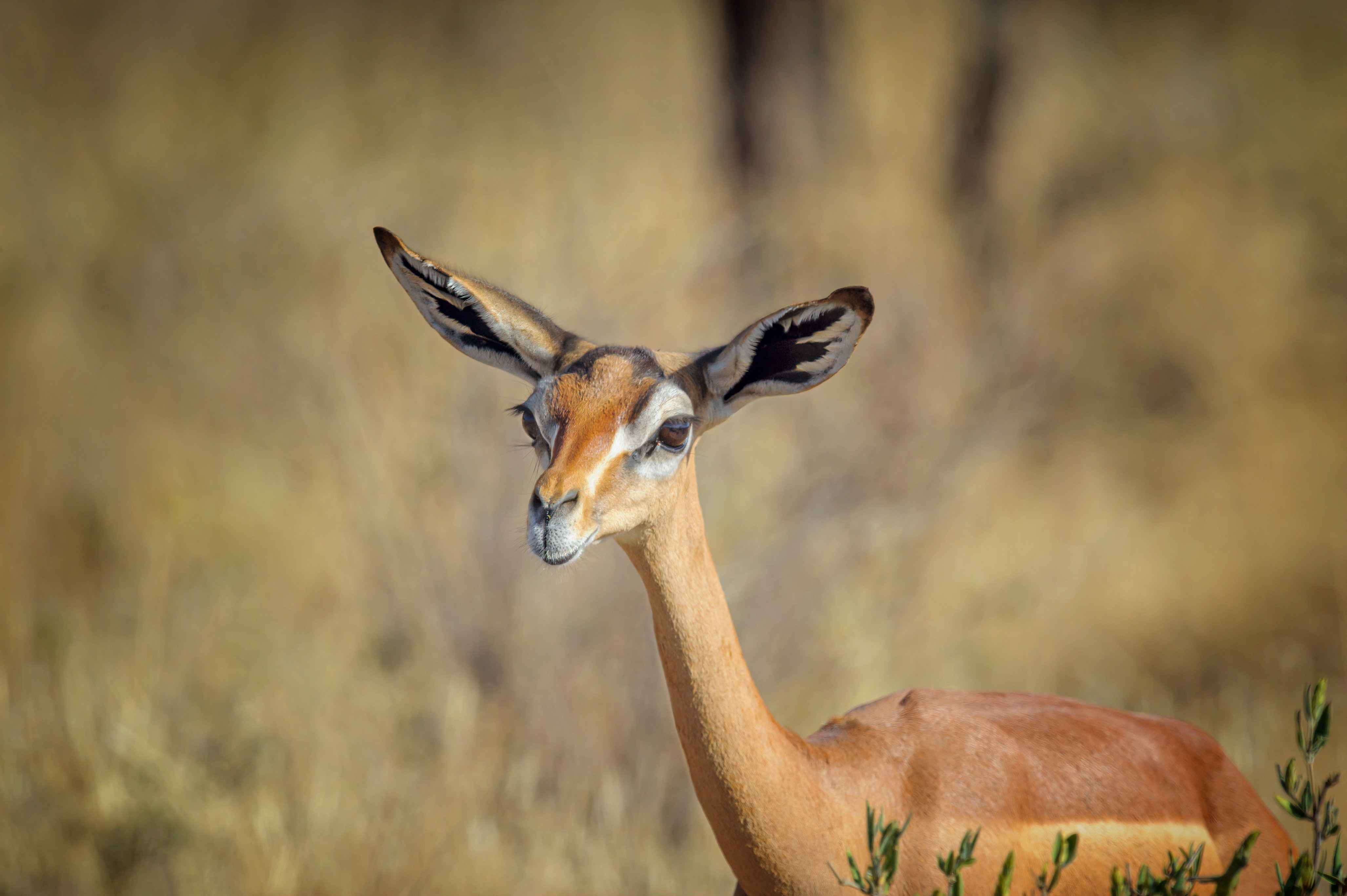 Gerenuk długoszyi