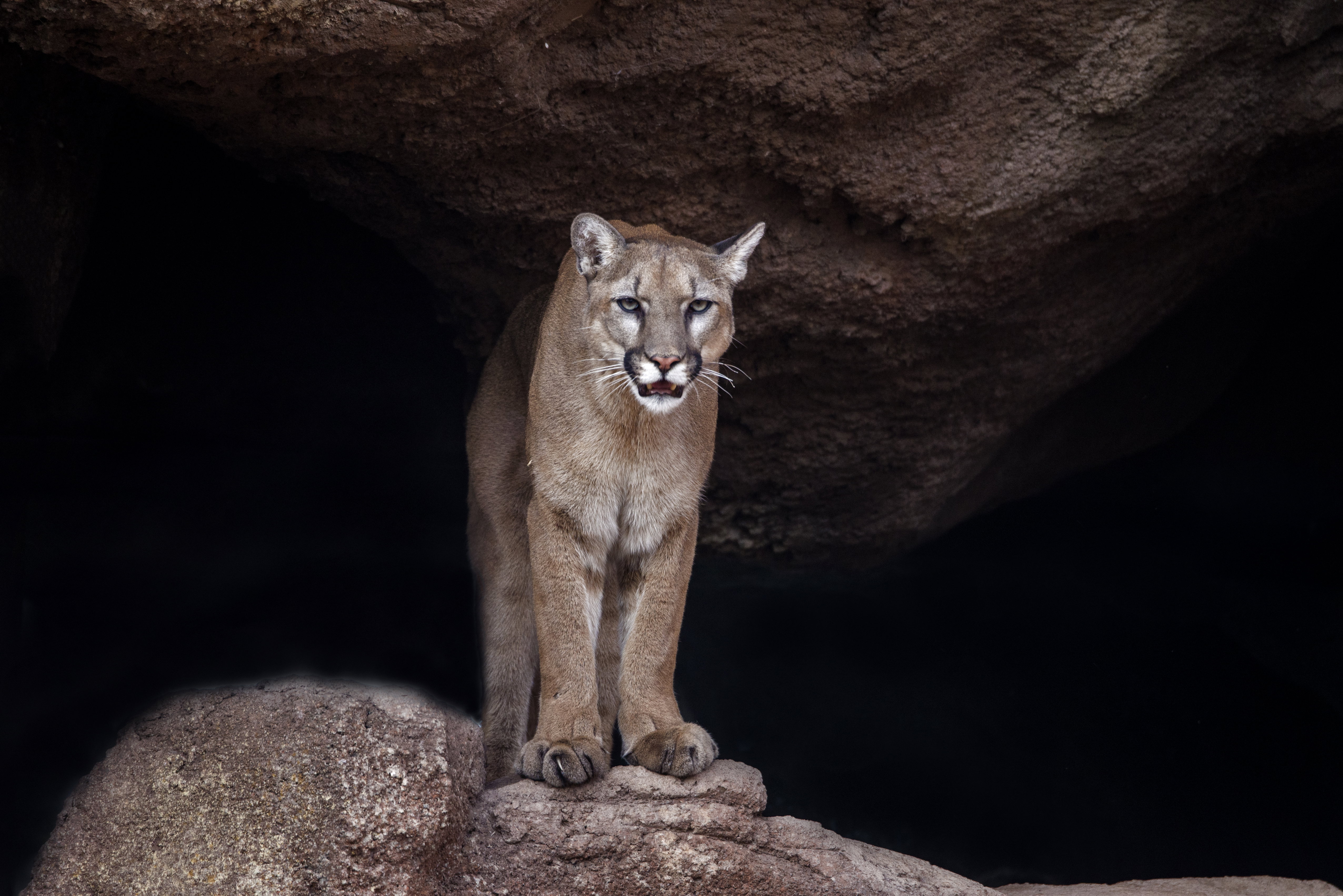Kolejna puma w Polsce. Tajemnicze nagranie z Dolnego Śląska stawia służby na równe nogi