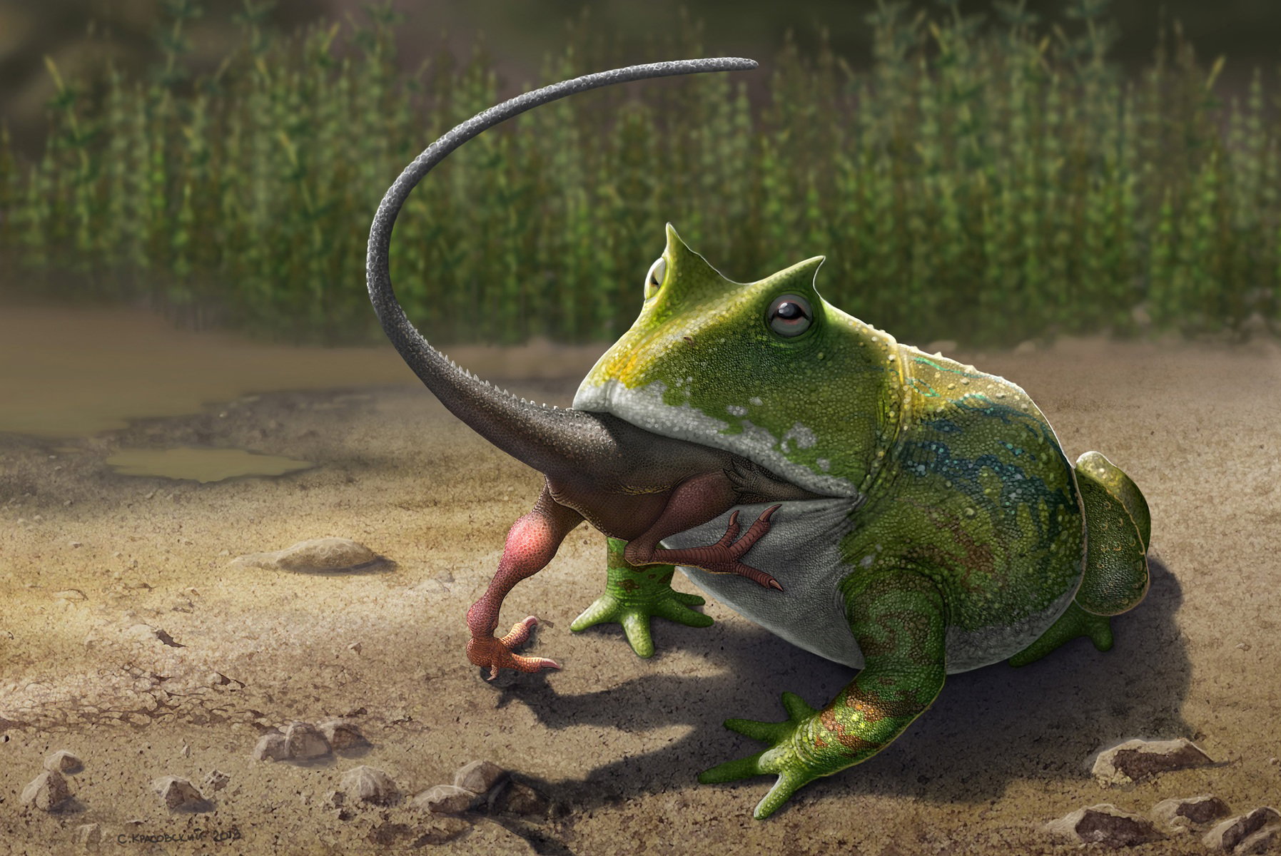Beelzebufo – gigantyczna żaba z kredowego Madagaskaru