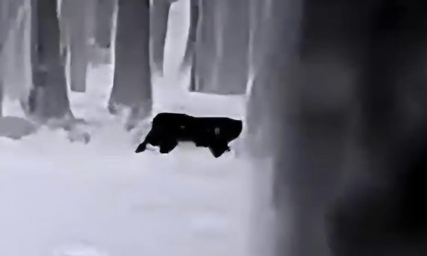 puma głogów