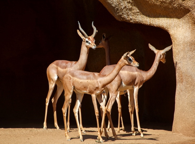 Gerenuk długoszyi, czyli antylopa, która do życia nie potrzebuje wody
