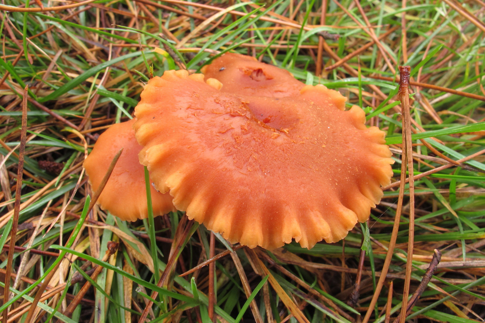 Lakówka dwubarwna