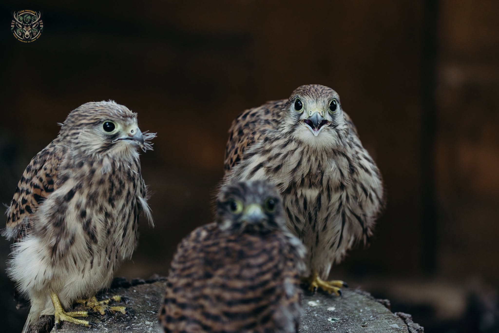 Młode pustułki (Falco tinnunculus)