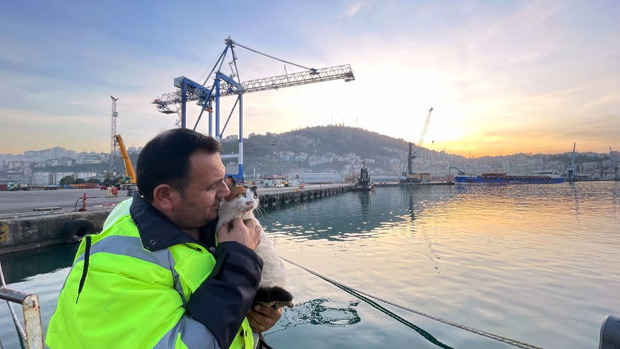 Cat living on ship became friend of crew