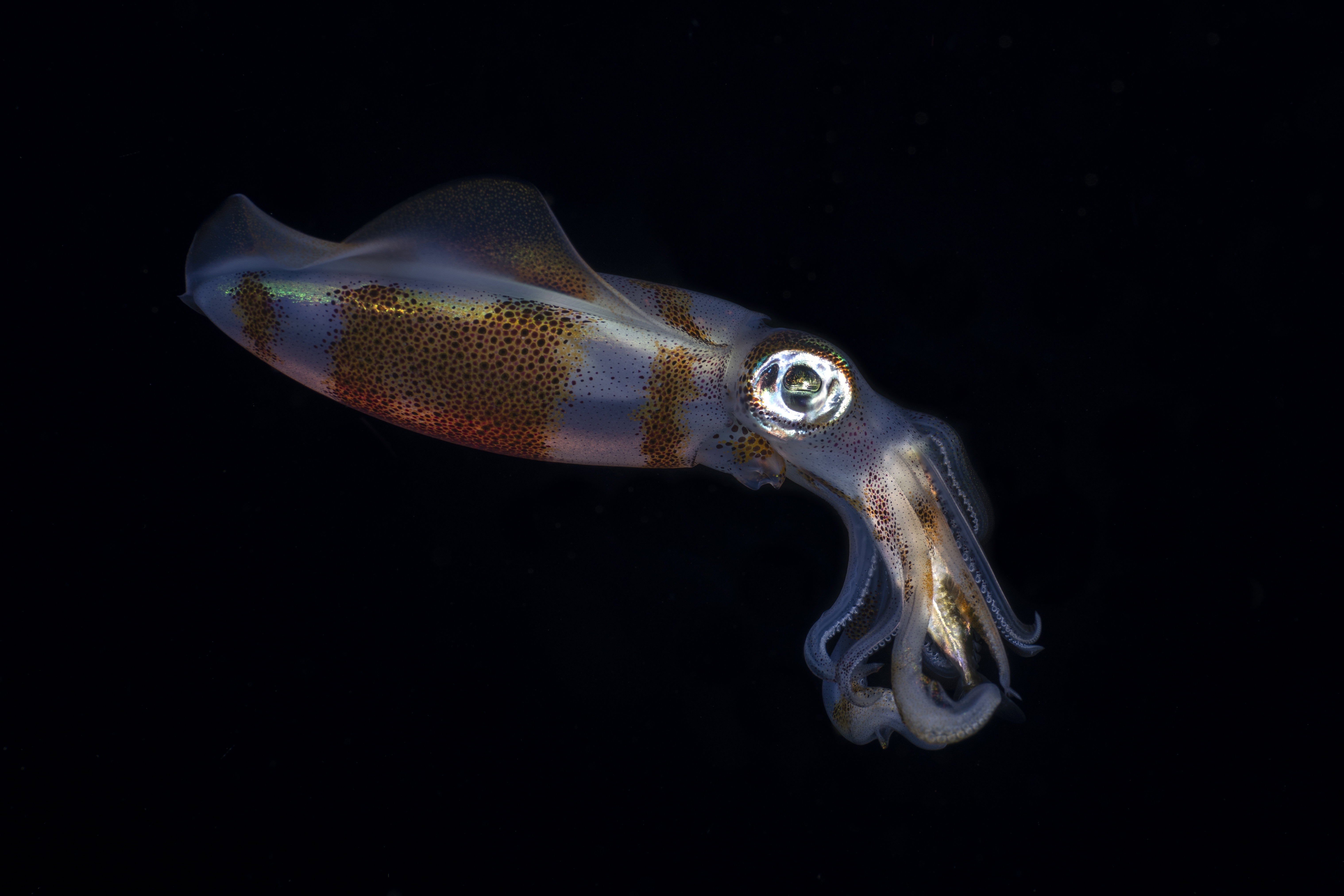 Zmiany klimatu kurczą mózgi najinteligentniejszych zwierząt oceanu. To pierwsza taka anomalia, ale będą kolejne