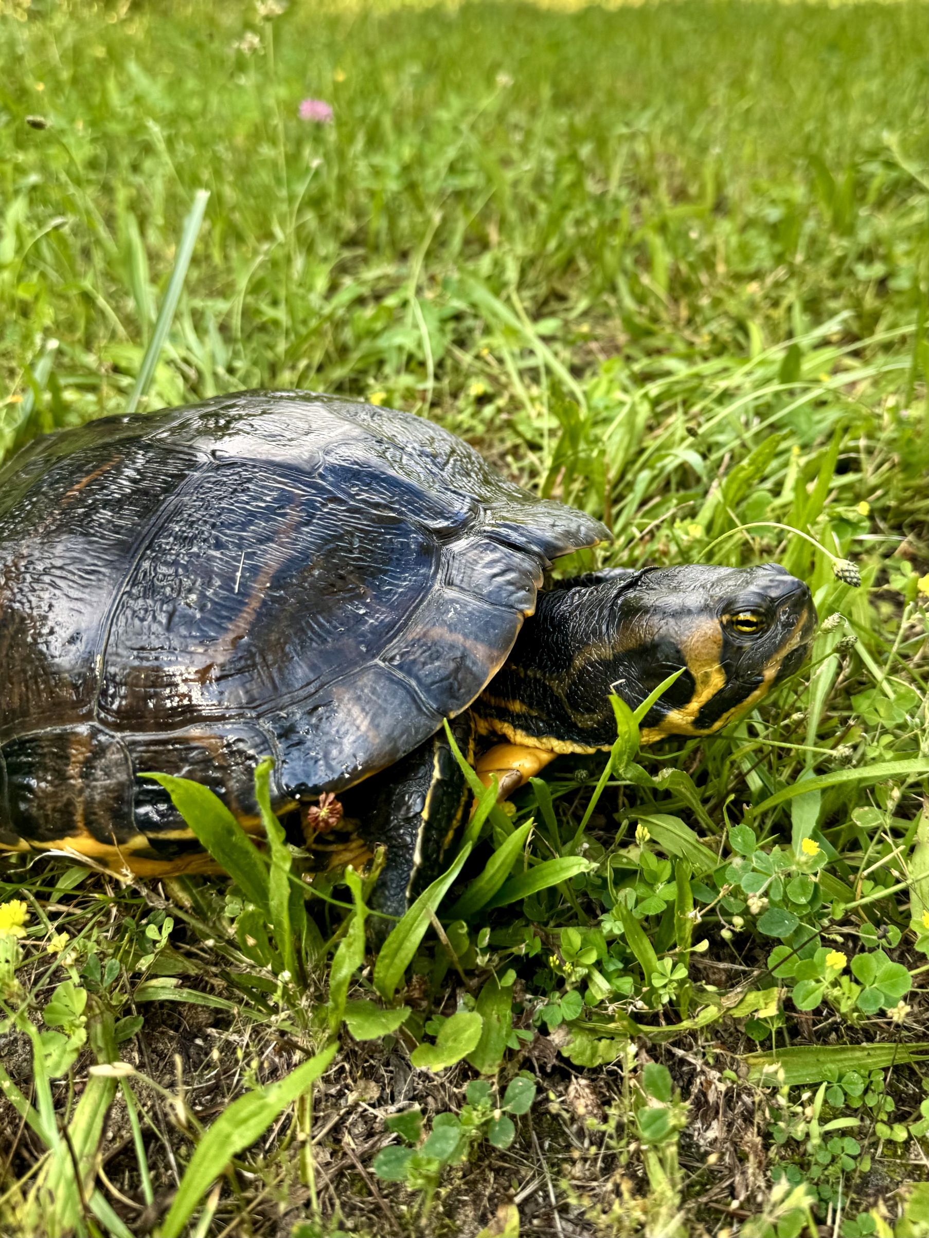 Inwazyjna gigantka w Poznaniu