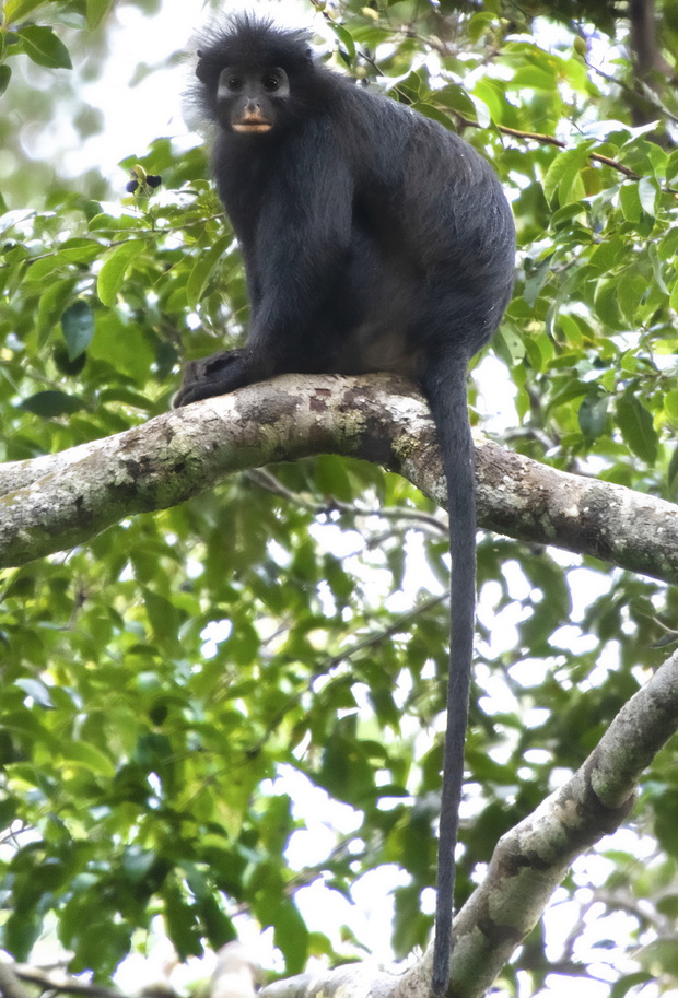 Likweli