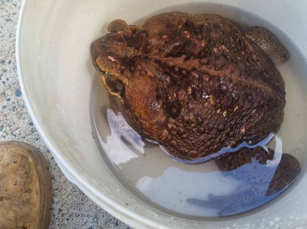 Czy to największy płaz na świecie? W Australii znaleziono ropuchę olbrzymią, która waży prawie 3 kg (fot. Queensland Department of Environment and Science)