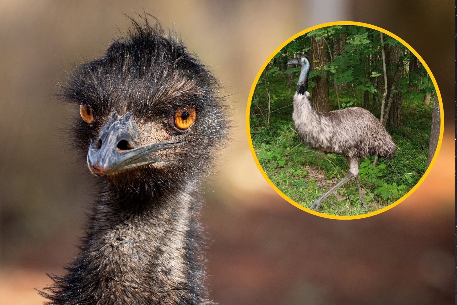 emu-polska