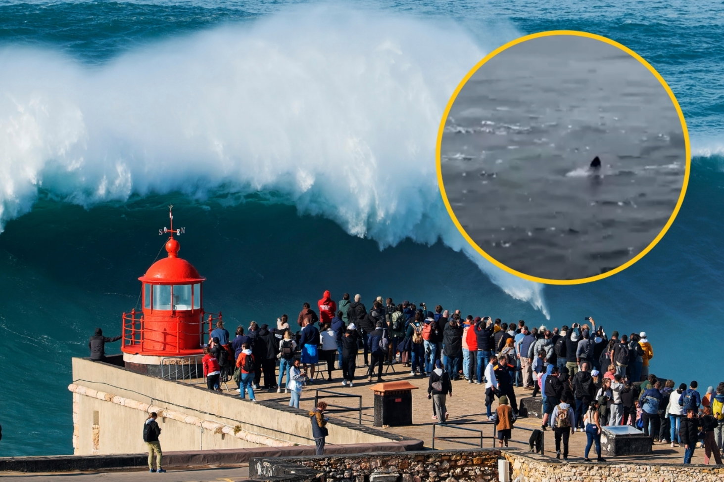 rekin-nazare