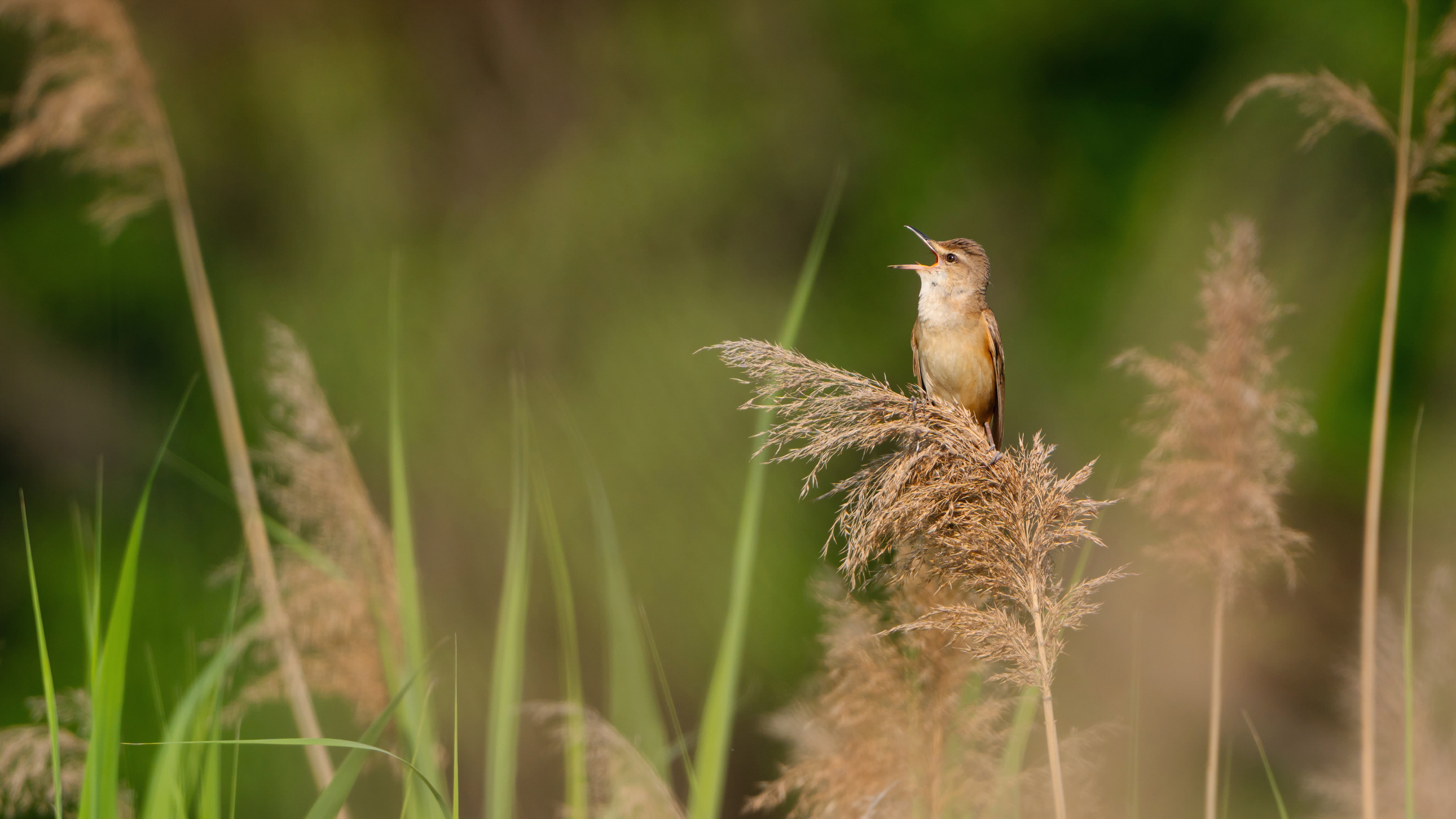 Trzciniak (Acrocephalus arundinaceus)