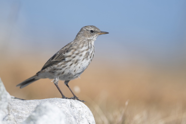 Siwerniak (Anthus spinoletta)