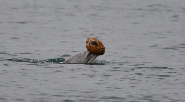 delfin