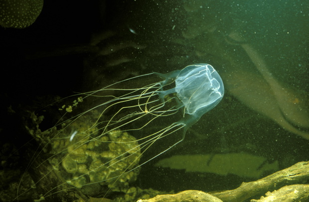 Kostkomeduza Chironex fleckeri