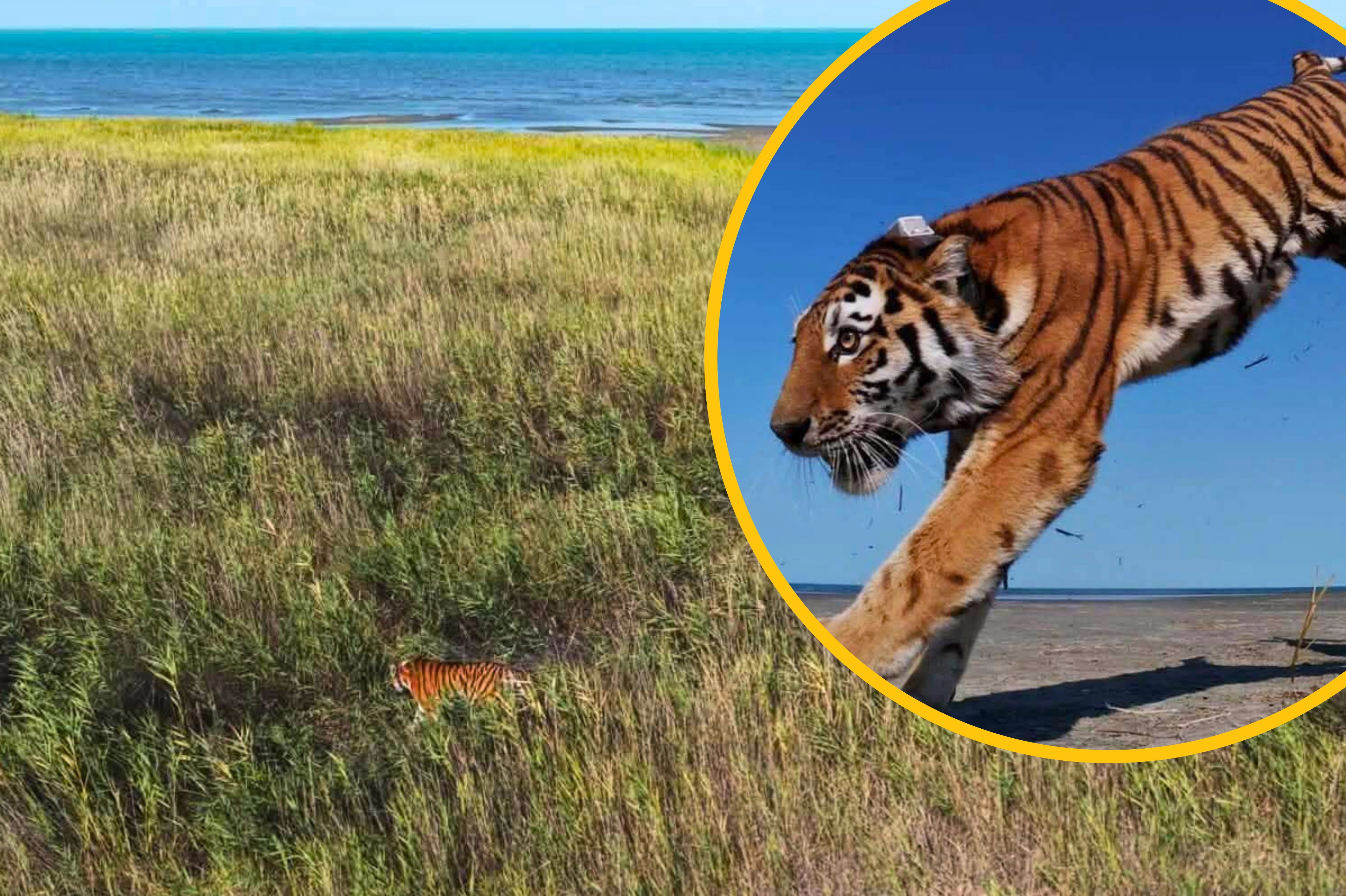 Kazachstan wypuścił na wolność pierwszego tygrysa od 70 lat. Chce odbudować populację