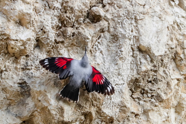 Pomurnik (Tichodroma muraria)
