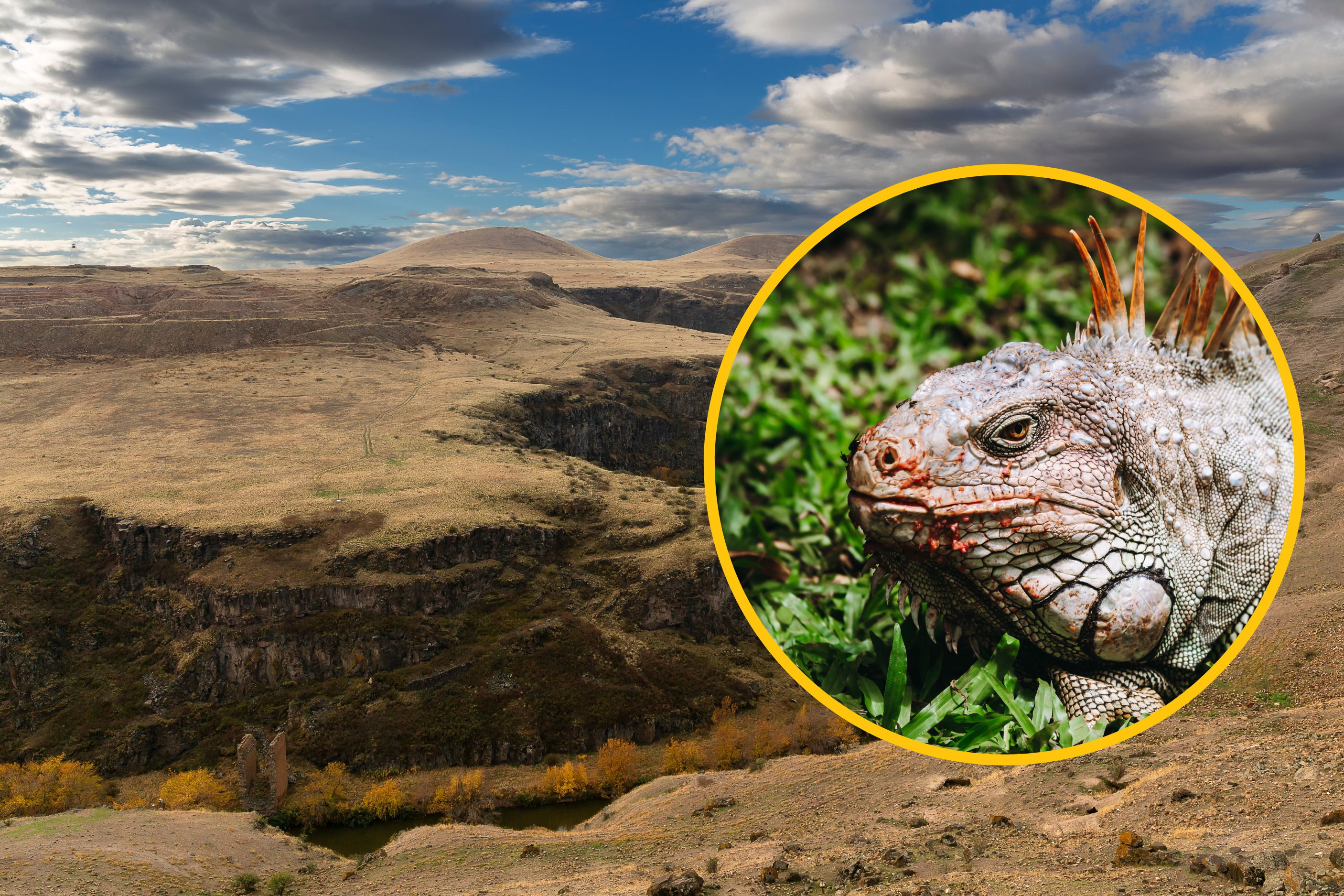 Iguana w Anatolii