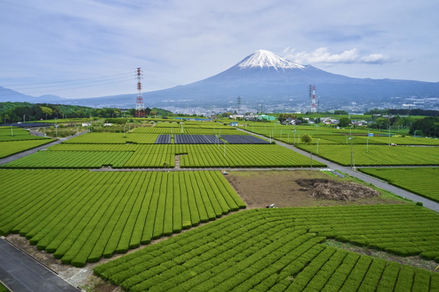 Japonia, Honsiu, Shizuoka, widok z lotu ptaka na pola herbaciane i górę Fuji