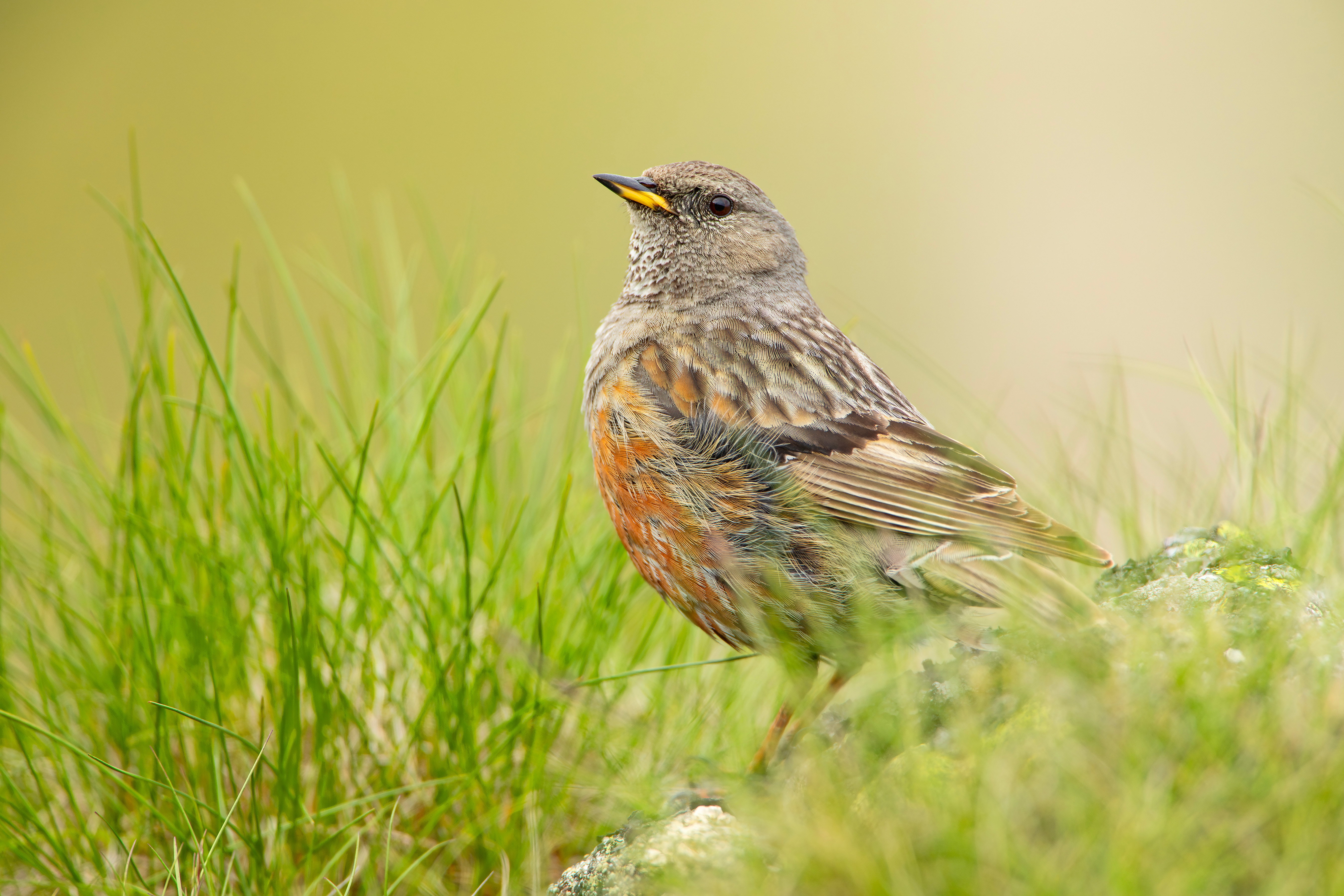Płochacz halny (Prunella collaris)