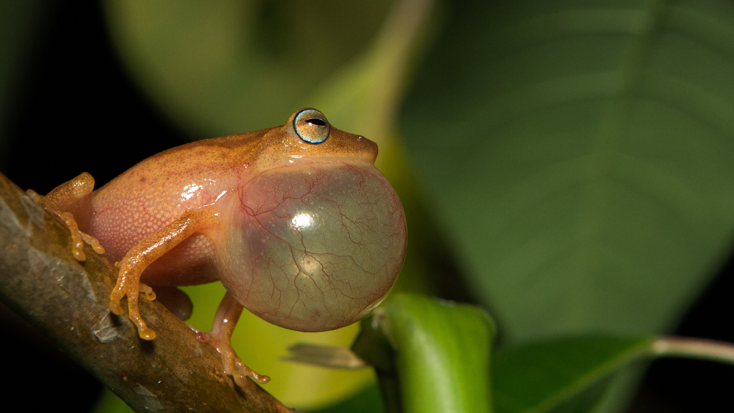 Raorchestes luteolus