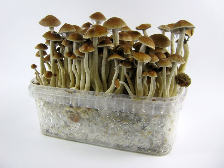 Grzybki halucynogenne