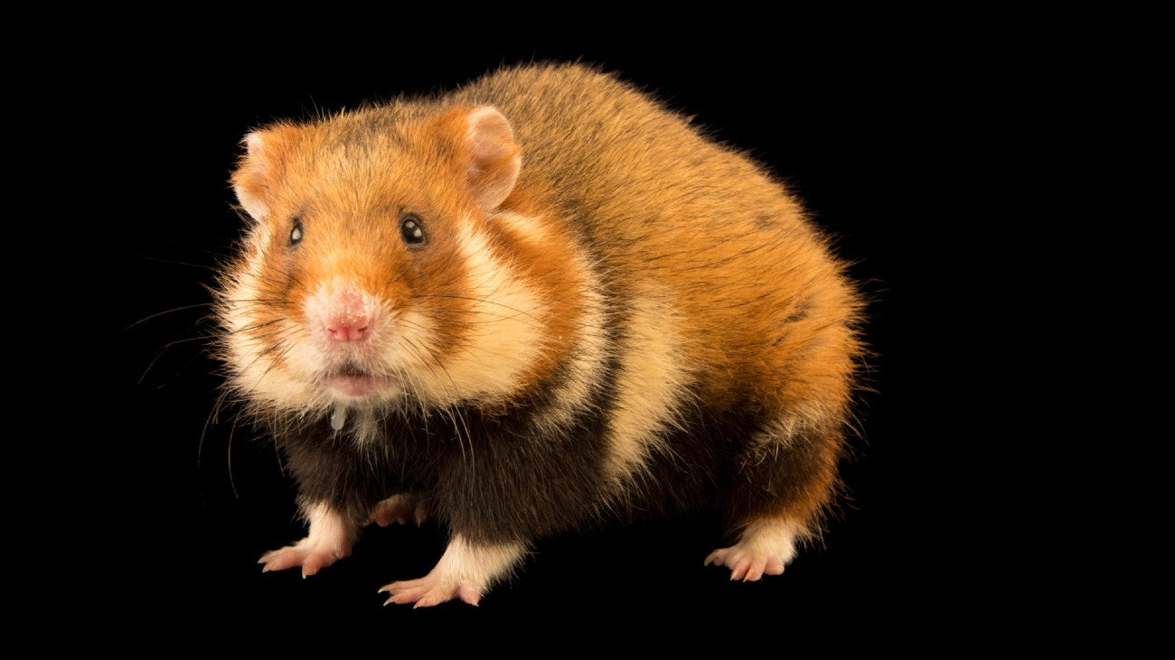 Chomik europejski