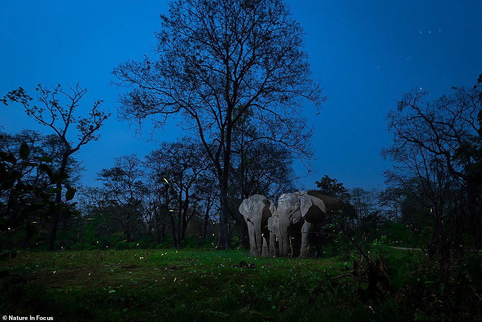 A Mirage In The Night", Nayan Jyoti Das