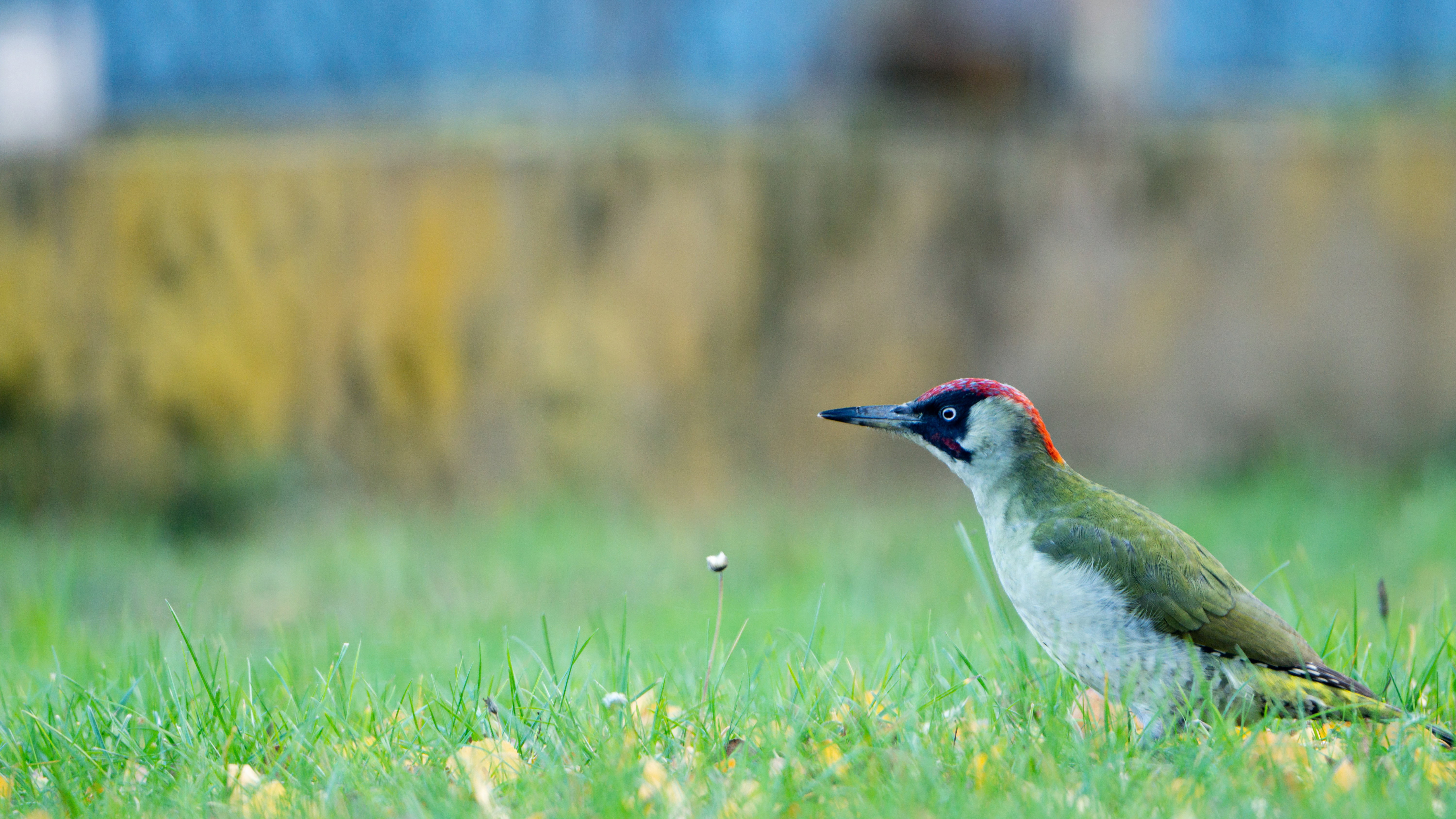 Dzięcioł zielony (Picus viridis)
