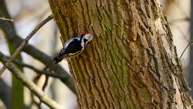 Dzięcioł średni (Dendrocoptes medius)