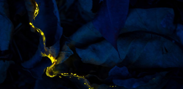 part-of-the-light-aniket-thopate-2e25890