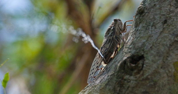rainmaker-lenu-kannan-3d649a1