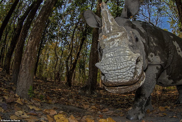 rhino-s-day-out-soumabrata-moulick-f318e8f