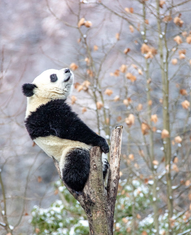 Giant Pandas Play In Snow In Sichuan